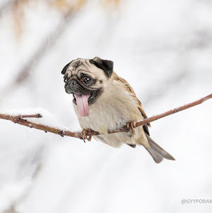 Meet your Posher, Joseph